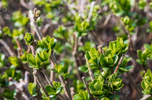 Preview: Spring Sprouts of a privet Bush in natural light close-up