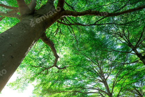 Preview: Selective focus on tree. Bottom view of tree trunk to green leaves of big tree in tropical forest