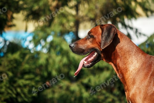 Preview: Rhodesian Ridgeback dog outdoor portrait
