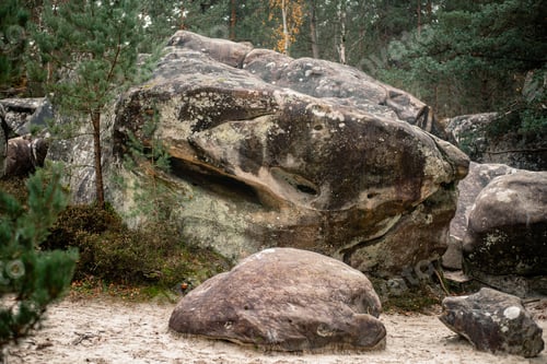 Preview: Picturesque scene in the Trois Pignons Forest of Fontainebleau, France