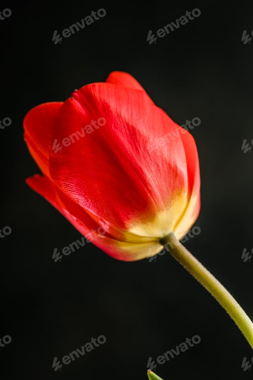 Preview: Abstract blurred background -one red tulip on a dark
