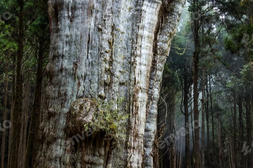 Preview: Big giant tree in Alishan national park in Taiwan