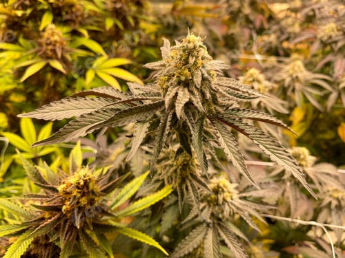 Preview: Indoor Cannabis Garden