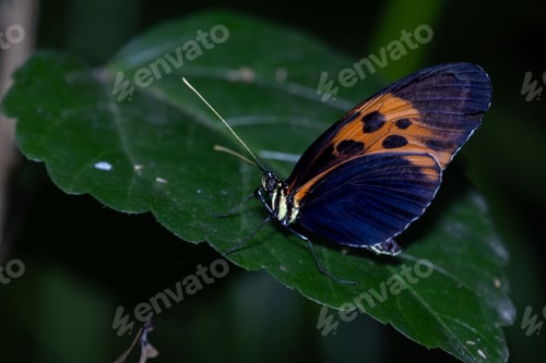 Preview: Closeup of a tithorea butterfly on leaves in a field with a blurry background