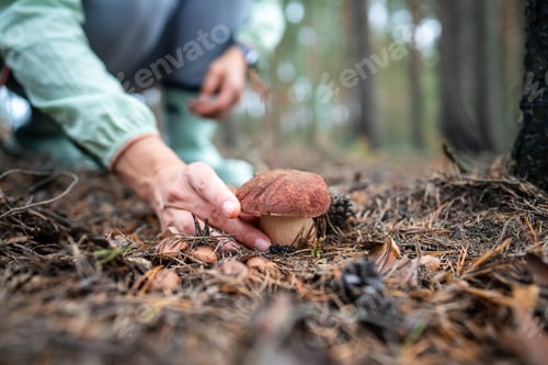 Preview: Hands of woman picking edible porcini mushroom, closeup. Outdoor recreation, walk in autumn forest.