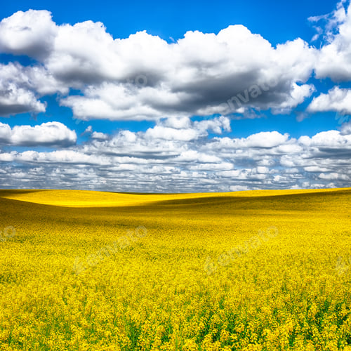 Preview: Flowering field of colza outdoors in spring
