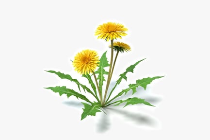 Preview: Yellow Dandelion Flowers with Serrated Leaves