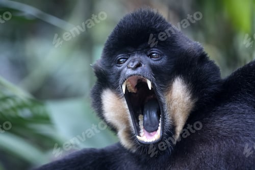 Preview: Gibbon Displays Teeth in Captivating Close Up