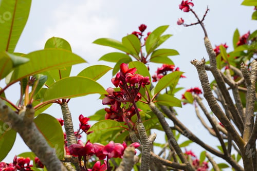 Preview: Plumeria or frangipani flower. Tropical tree