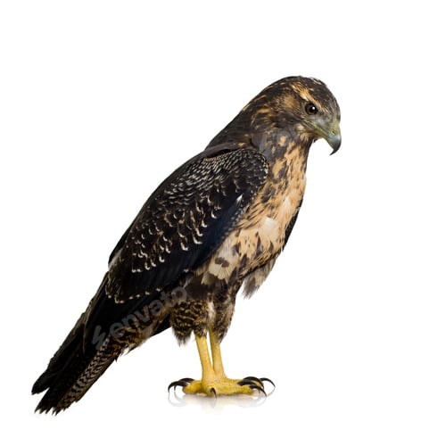 Preview: Young Black-chested Buzzard-eagle () - Geranoaetus melanoleucus