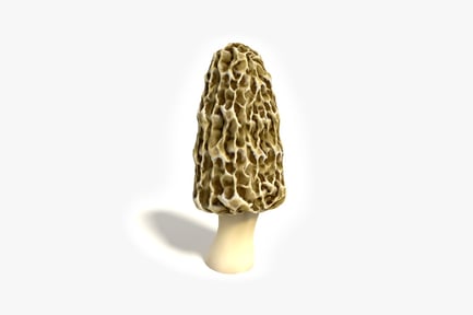 Preview: Morel mushroom bulbous cap and honeycomb texture