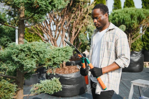 Preview: A young african american gardener cuts a tree with scissors. Gardening and tree shop concept