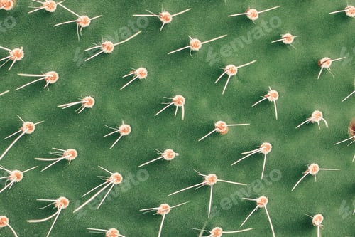 Preview: Cactus textured background. Home plant growing. Natural floral minimal concept. Close up. Copy space