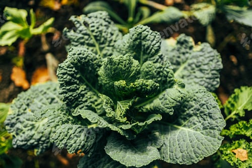 Preview: Curly green leaves of kale growing in a garden. Curly kale growing in a eco field