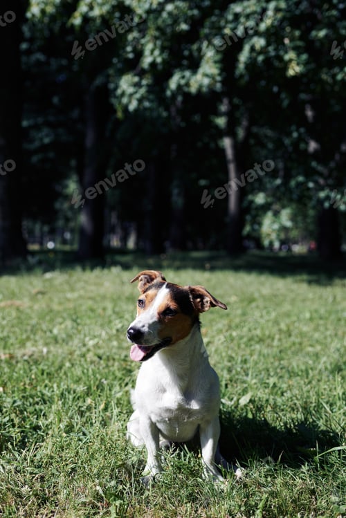 Preview: Funny dog sitting in park