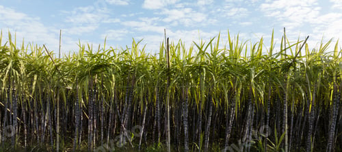 Preview: Sugarcane field with plants growing