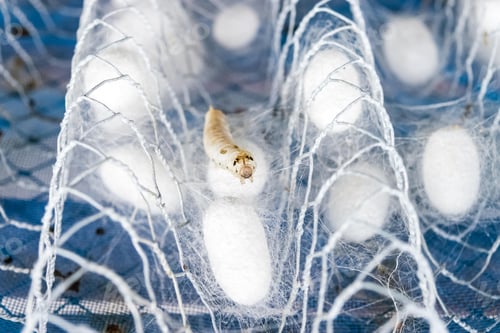 Preview: white silk cocoon, silky, fiber