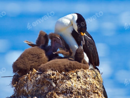 Preview: Imperial shag feeding babies on a nest in Antarctica