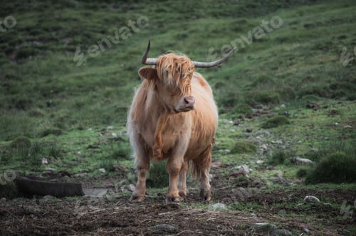 Preview: portrait of highland furry cow on the pasture. Rural life and farming concept