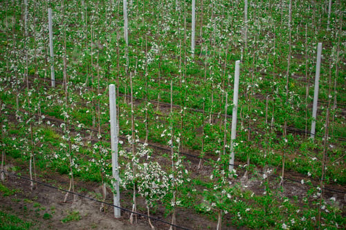 Preview: Blooming apple trees in spring in orchard. Bushes with flowers