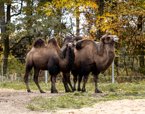 Preview: Image Shows Bactrian Camel
