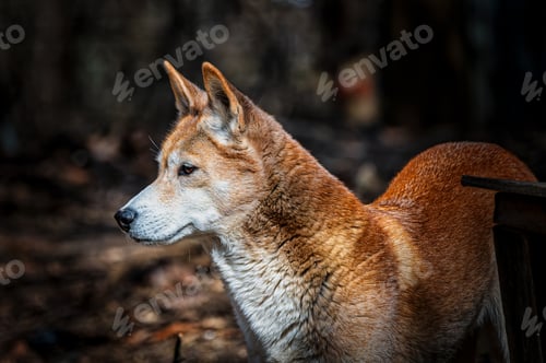 Preview: Close-up of Shiba Inu at a zoo