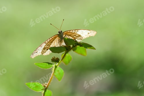 Preview: beautiful butterfly and sunshine