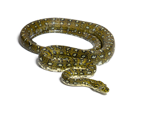 Preview: Diamond python, Morelia spilota spilota, isolated on white
