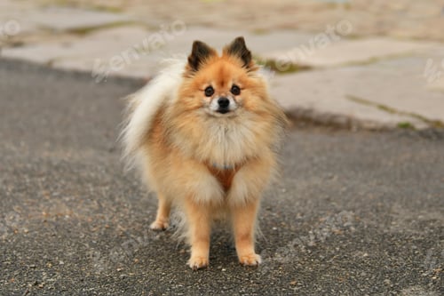 Preview: Pomeranian dog