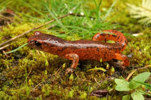 Preview: Ensatina eschscholtzii intermediate form