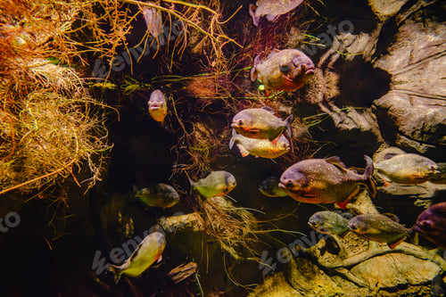 Preview: Golden, predatory piranha in the aquarium.