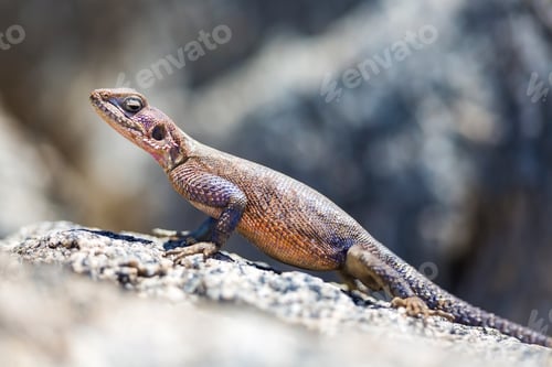 Preview: Gecko standing on a rock in Africa
