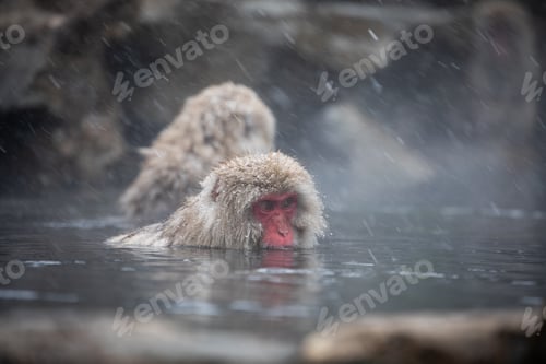 Preview: Snow monkey