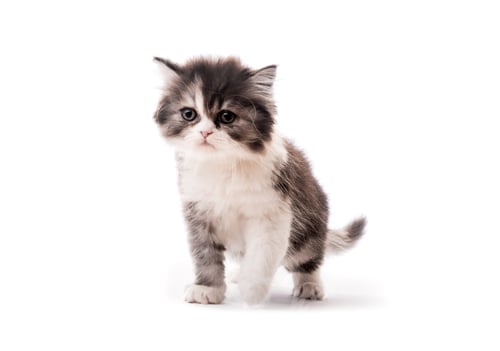 Vista previa: Un gatito encantador. Foto de estudio