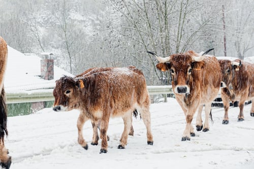Preview: Herd of cows and calves walking down a snowy road