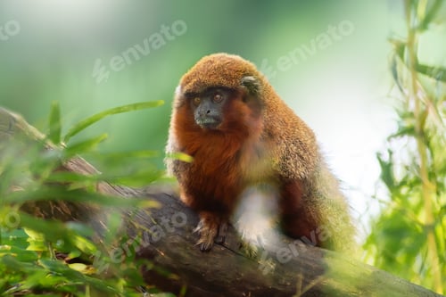 Preview: Coppery Titi Monkey (Plecturocebus cupreus)