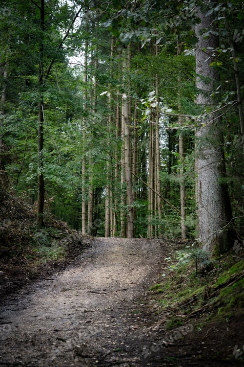 Preview: Serene forest path winding through lush green trees, creating a peaceful and tranquil atmosphere