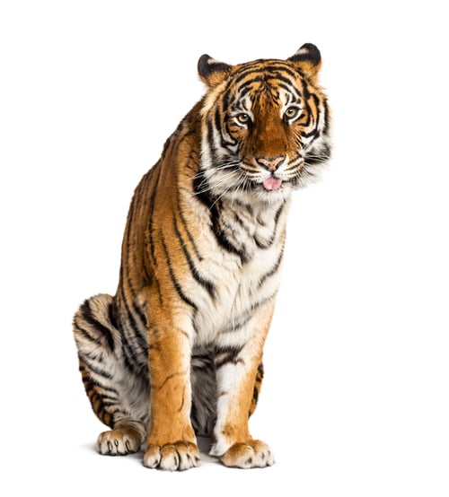 Preview: Tiger sitting in front of a white background, big cat,