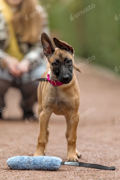 Preview: Belgian Malinois Puppy with Training Toy
