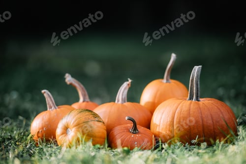 Preview: Different kind of pumpkins in garden grass