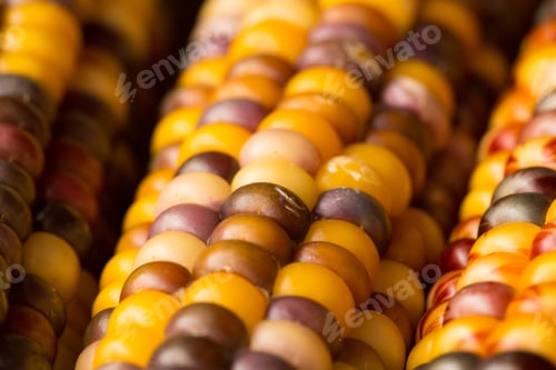 Indian Corn Close Up