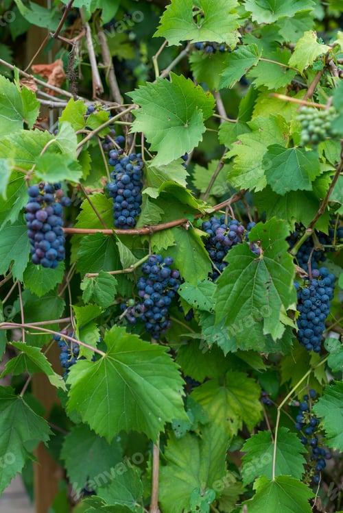 Preview: Vertical close-up of ripe purple grapes hanging on the vine surrounded by green leaves in a vineyard