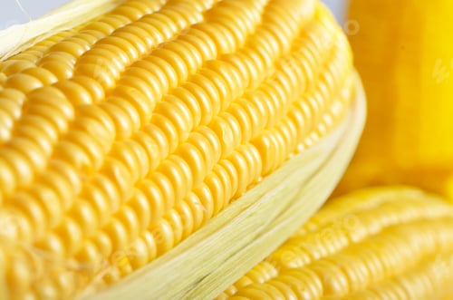 Preview: Ripe fresh organic sweet corncob with leaf closeup background