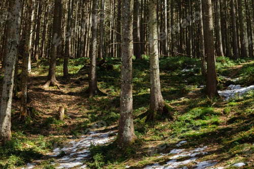 Preview: Snow on hill in mountain forest
