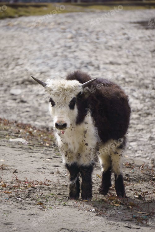 Preview: the black and white sheep is standing alone on the gravel