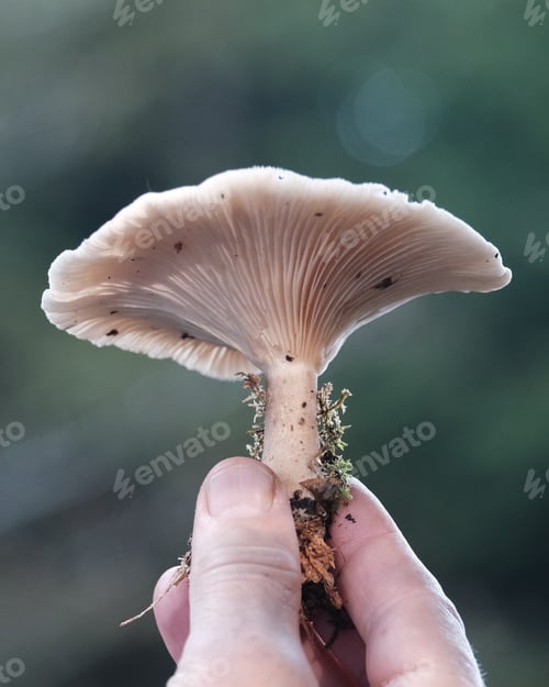 Preview: Hand holding a mushroom