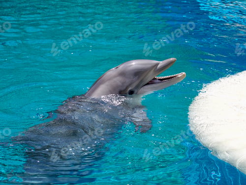 Preview: Cute smiling dolphin.