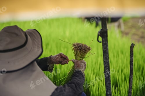 Preview: Prepare rice seedlings before planting.