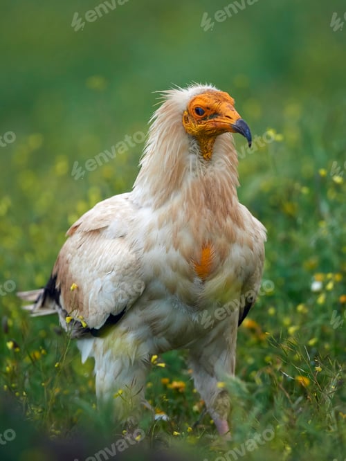 Preview: Egyptian vulture (Neophron percnopterus)