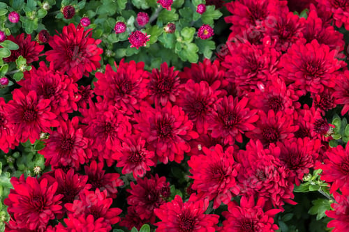 Preview: natural flower background. red chrysanthemum flowers close up